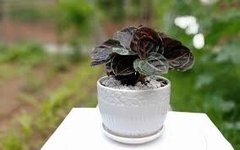 Cây đuôi công tím lá tròn-chậu men sứ