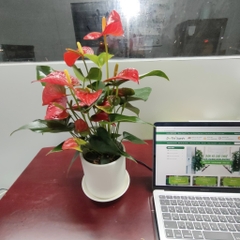 Cây hồng môn-cho thuê