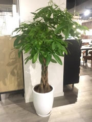 DỊCH VỤ THUÊ CÂY XANH