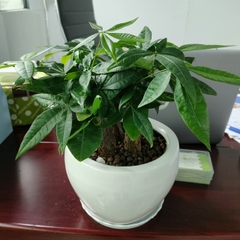 Chậu Sứ Tròn trơn-gốm sứ Bình Dương