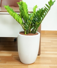 DỊCH VỤ THUÊ CÂY XANH