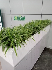 Cỏ lan chi-chậu men sứ