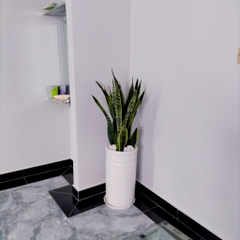 Cây lưỡi hổ -cho thuê