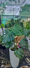 Monstera
