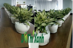DỊCH VỤ THUÊ CÂY XANH