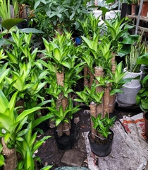 Cây phát tài khúc -chậu nhựa