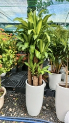 Cây phát tài khúc -chậu nhựa