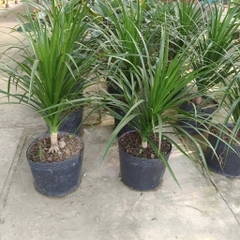 Cây phát tài núi 2 tầng -chậu nhựa