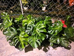 Monstera-chậu nhựa-size lá 40cm