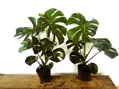 Monstera-chậu nhựa-size lá 40cm