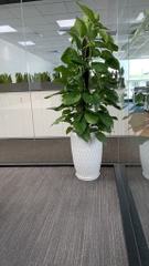 DỊCH VỤ THUÊ CÂY XANH