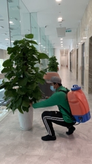 Cây trầu bà cột-chậu men sứ