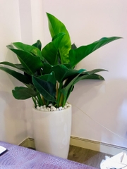 Cây trầu bà đế vương -chậu nhựa