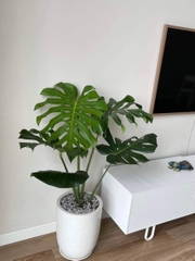 Monstera-chậu sứ -size lá 30-35cm