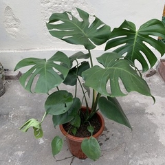 Monstera-chậu sứ -size lá 30-35cm