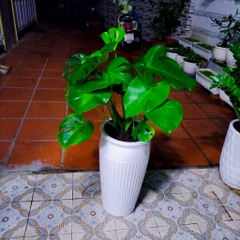 Monstera-chậu sứ -size lá 30-35cm