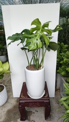 Monstera-chậu sứ -size lá 30-35cm
