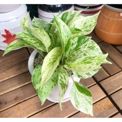 Trầu bà sữa-chậu nhựa