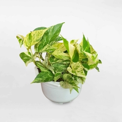 Trầu bà sữa-chậu nhựa