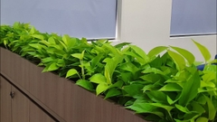 DỊCH VỤ THUÊ CÂY XANH