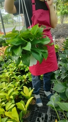 Trầu bà thái xanh-chậu nhựa