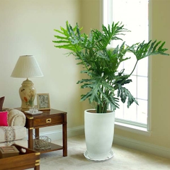 Cây trầu bà thanh xuân-chậu men sứ