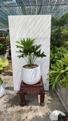 Cây trầu bà thanh xuân-cho thuê