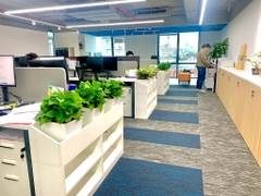 Cây trầu bà thái xanh-cho thuê