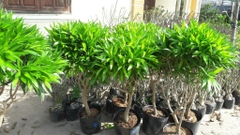 Cây trúc bách hợp-cho thuê