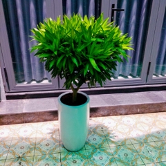Cây trúc bách hợp-cho thuê