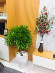 Cây trúc bách hợp-cho thuê