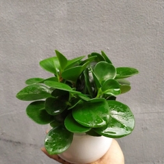 Trường sinh-cho thuê