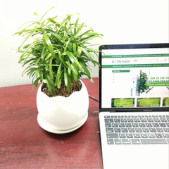 DỊCH VỤ THUÊ CÂY XANH