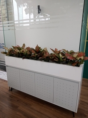 DỊCH VỤ THUÊ CÂY XANH