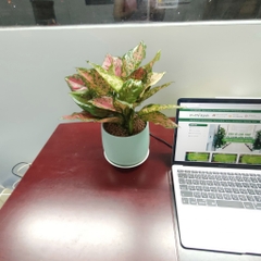 DỊCH VỤ THUÊ CÂY XANH