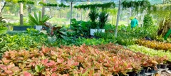 Cây Vạn Lộc-chậu nhựa