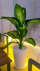 Dịch vụ thuê cây để sàn
