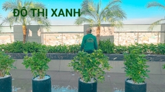 Dịch vụ thuê cây để sàn