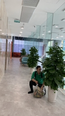 Dịch vụ thuê cây để sàn