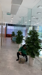Cây trầu bà cột-chậu men sứ