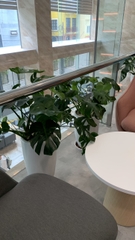 Dịch vụ thuê cây để sàn