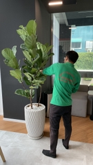 Dịch vụ thuê cây để sàn