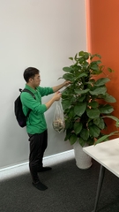 Dịch vụ thuê cây để sàn
