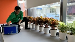 Dịch vụ thuê cây để sàn
