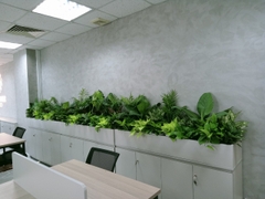 Dịch vụ thuê cây để bàn