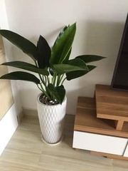 DỊCH VỤ THUÊ CÂY XANH