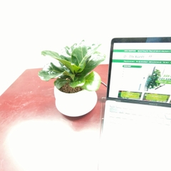 DỊCH VỤ THUÊ CÂY XANH