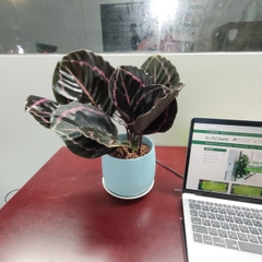 DỊCH VỤ THUÊ CÂY XANH