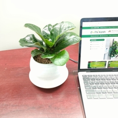 DỊCH VỤ THUÊ CÂY XANH