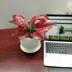 DỊCH VỤ THUÊ CÂY XANH